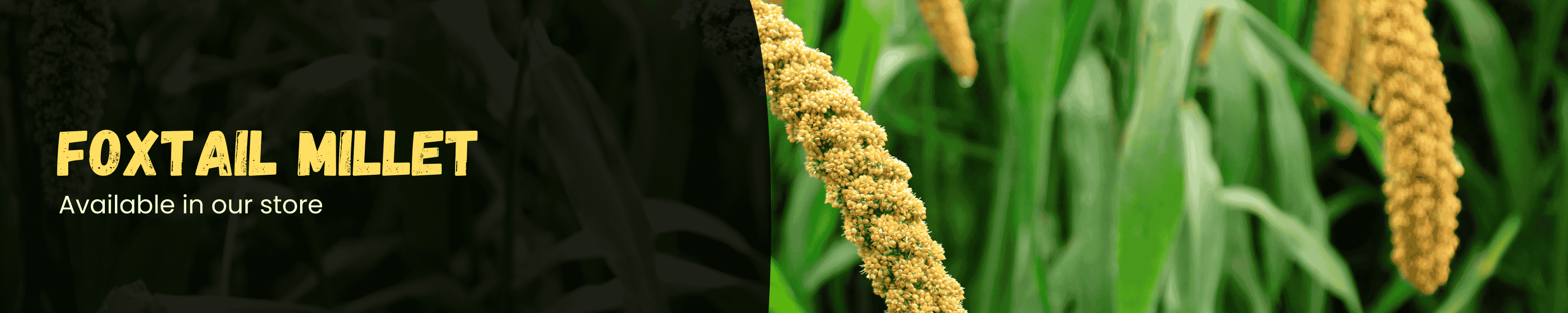 Foxtail Millet